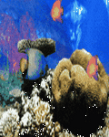 pic for Tropical Fishes